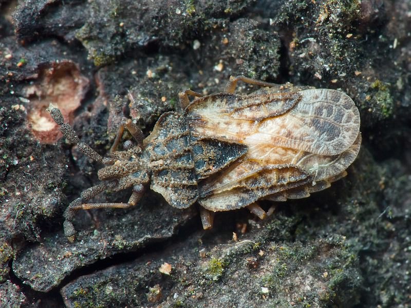 Aradus depressus (Fabricius, 1794)